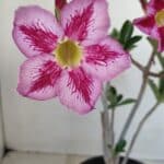 Planta Simples 3156 – 40cm – 03 anos