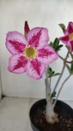 Planta Simples 3156 – 40cm – 03 anos