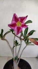 Planta Simples 3156 – 40cm – 03 anos - Imagem 4