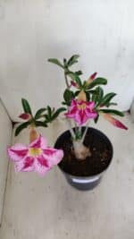 Planta Simples 3156 – 40cm – 03 anos - Imagem 5