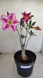 Planta Simples 3156 – 40cm – 03 anos - Imagem 7