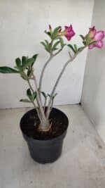 Planta Simples 3156 – 40cm – 03 anos - Imagem 6