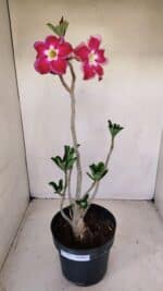 Planta Simples 3157 – 45cm – 03 anos - Imagem 2