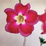 Planta Simples 3157 – 45cm – 03 anos