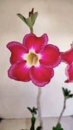 Planta Simples 3157 – 45cm – 03 anos