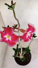 Planta Simples 3157 – 45cm – 03 anos - Imagem 6