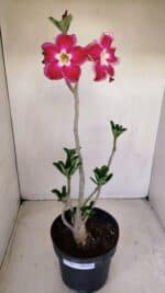 Planta Simples 3157 – 45cm – 03 anos - Imagem 5