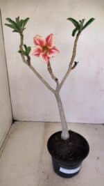 Planta Simples 3158 – 35cm – 03 anos - Imagem 2