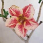 Planta Simples 3158 – 35cm – 03 anos