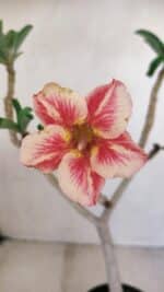 Planta Simples 3158 – 35cm – 03 anos