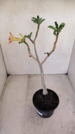 Planta Simples 3158 – 35cm – 03 anos - Imagem 4