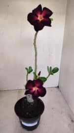 Planta Simples 3159 – 35cm – 03 anos - Imagem 2