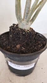 Planta Simples 3159 – 35cm – 03 anos - Imagem 7