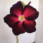 Planta Simples 3159 – 35cm – 03 anos