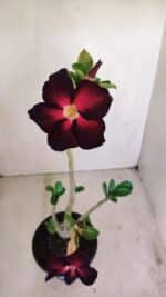 Planta Simples 3159 – 35cm – 03 anos - Imagem 4