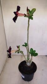 Planta Simples 3159 – 35cm – 03 anos - Imagem 6