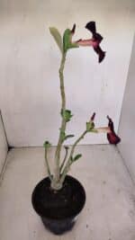 Planta Simples 3159 – 35cm – 03 anos - Imagem 5