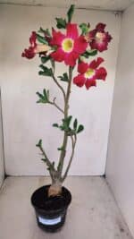 Planta Simples 3160 – 40cm – 03 anos - Imagem 2