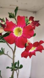 Planta Simples 3160 – 40cm – 03 anos