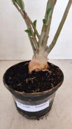 Planta Simples 3160 – 40cm – 03 anos - Imagem 7