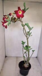 Planta Simples 3160 – 40cm – 03 anos - Imagem 6