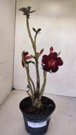 Planta Simples 3161 – 35cm – 03 anos - Imagem 2