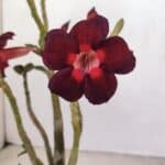 Planta Simples 3161 – 35cm – 03 anos