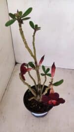 Planta Simples 3161 – 35cm – 03 anos - Imagem 7