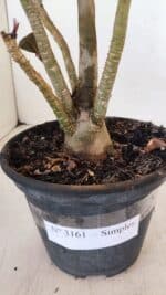 Planta Simples 3161 – 35cm – 03 anos - Imagem 6