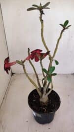 Planta Simples 3161 – 35cm – 03 anos - Imagem 5