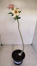 Planta Simples 3162 – 35cm – 03 anos - Imagem 2