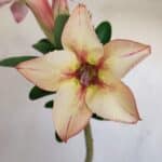 Planta Simples 3162 – 35cm – 03 anos