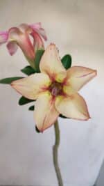 Planta Simples 3162 – 35cm – 03 anos