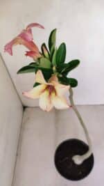 Planta Simples 3162 – 35cm – 03 anos - Imagem 4