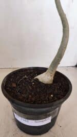 Planta Simples 3162 – 35cm – 03 anos - Imagem 7