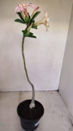 Planta Simples 3162 – 35cm – 03 anos - Imagem 6