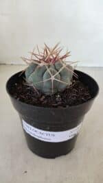 THELOCACTUS Hexaedrophorus Nº 100 – VASO 15 - Imagem 2