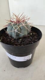 THELOCACTUS Hexaedrophorus Nº 100 – VASO 15 - Imagem 8