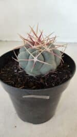 THELOCACTUS Hexaedrophorus Nº 100 – VASO 15 - Imagem 7