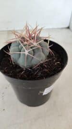 THELOCACTUS Hexaedrophorus Nº 100 – VASO 15 - Imagem 6