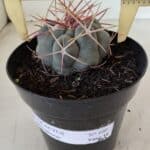 THELOCACTUS Hexaedrophorus Nº 100 – VASO 15