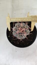 THELOCACTUS Hexaedrophorus Nº 100 – VASO 15 - Imagem 5