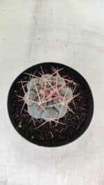 THELOCACTUS Hexaedrophorus Nº 100 – VASO 15 - Imagem 3