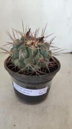 THELOCACTUS Hexaedrophorus Nº 105 – VASO 15 - Imagem 2