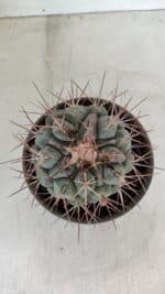THELOCACTUS Hexaedrophorus Nº 105 – VASO 15 - Imagem 3