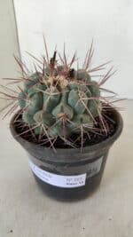 THELOCACTUS Hexaedrophorus Nº 105 – VASO 15 - Imagem 9