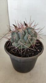 THELOCACTUS Hexaedrophorus Nº 105 – VASO 15 - Imagem 8