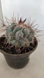 THELOCACTUS Hexaedrophorus Nº 105 – VASO 15 - Imagem 7