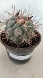 THELOCACTUS Hexaedrophorus Nº 105 – VASO 15 - Imagem 6