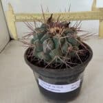 THELOCACTUS Hexaedrophorus Nº 105 – VASO 15